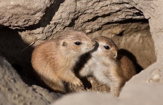 Will Va Train My Dog To Be A Service Dog