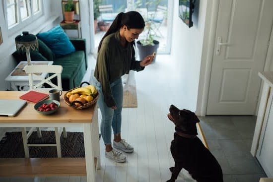 A Breed Apart Dog Training Annapolis A Breed Apart Dog Training Annapolis