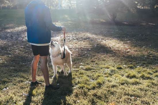 A Perfect Spot Dog Training Reviews A Perfect Spot Dog Training Reviews