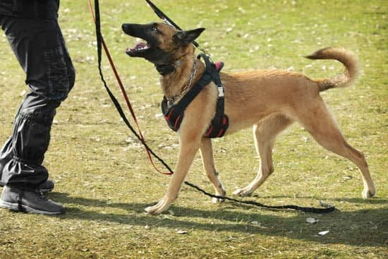 Absolute Dogs Crate Training Every Day Interests