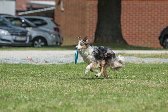 Adobe Dog Training Tucson Adobe Dog Training Tucson
