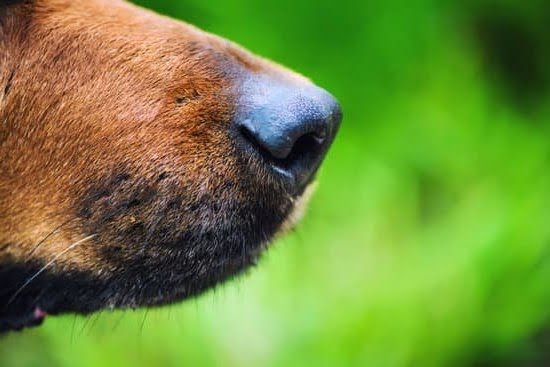 Aggressive Dog Training Lincoln Ne 1 Aggressive Dog Training Lincoln Ne