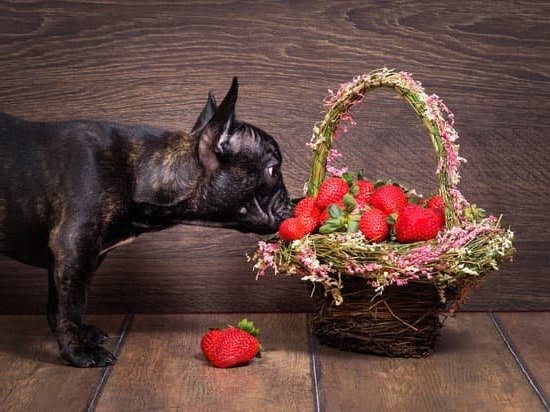 America’s Vet Dog Training Treats Peanut Butter