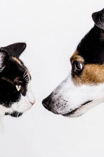 Ann Arbor Dog Training Classes