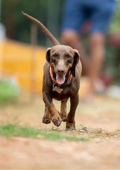Assistance Dog Training