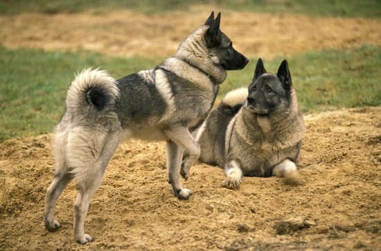 Bad Dog Training Frederick Md Bad Dog Training Frederick Md