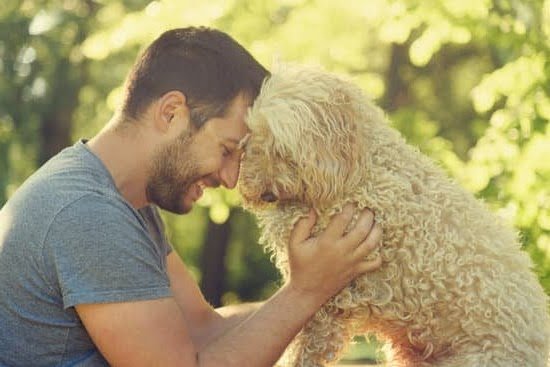 Be the Boss Dog Training Be the Boss Dog Training