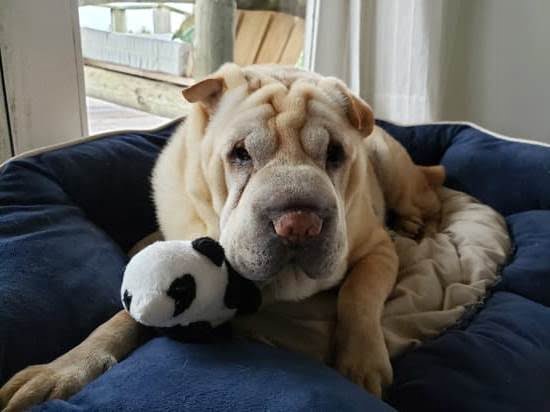 Belgian Shepherd Dog Training 1 Belgian Shepherd Dog Training