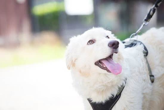 Best Dog Training Choke Collar 1 Best Dog Training Choke Collar