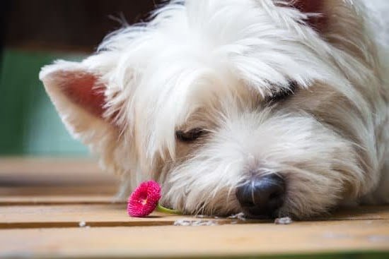 Best Dog Training Tips