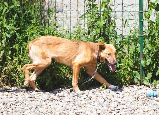 Best Remote Training Collar for Large Dogs