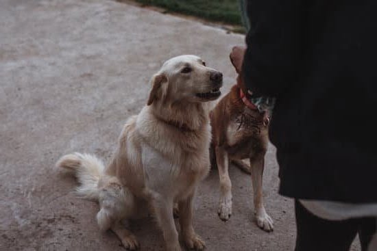 Best Training E Collar for Dogs