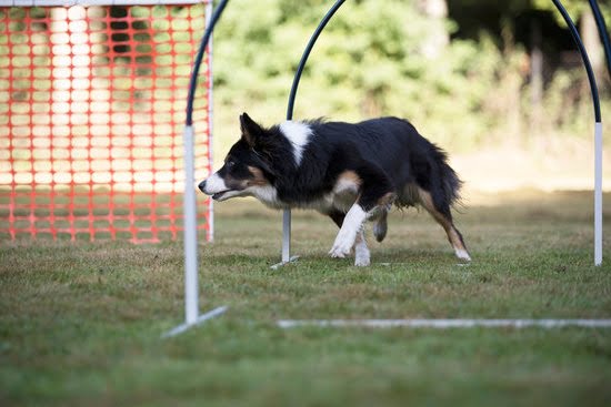 Best Way to Potty Train Dog