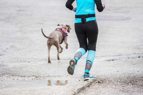 Big and Small Dog Training