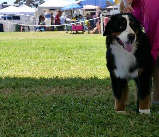 Big Basin Dog Training Modesto Ca