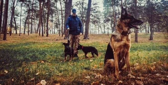 Blue Dog Training and Behavior