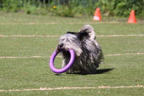Bob Bailey Dog Trainer 1 Bob Bailey Dog Trainer
