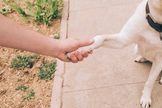 Can Dogs Be Trained to Use the Toilet 1 Can Dogs Be Trained to Use the Toilet