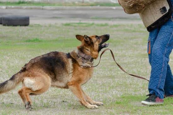 Can Dogs Detect Cancer Without Training Can Dogs Detect Cancer Without Training