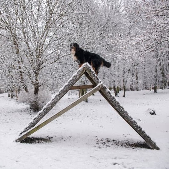 Can Dogs Travel by Train in India
