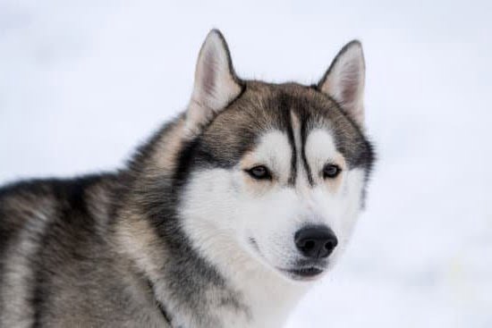 Can I Bring My Dog on an Amtrak Train Can I Bring My Dog on an Amtrak Train
