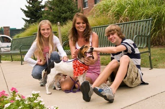 Can I Train a 7 Year Old Dog