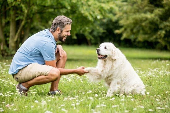 Can Service Dog Be Trained to Clean Airways 1 Can Service Dog Be Trained to Clean Airways