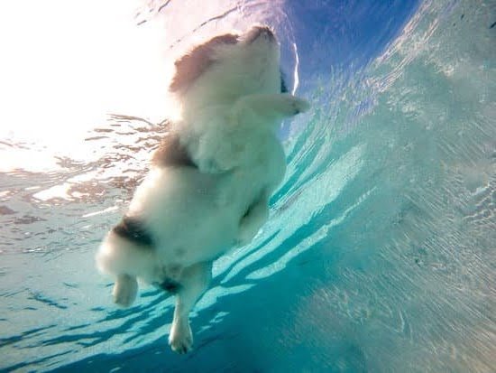 Can Training Help an Aggressive Dog 1 Can Training Help an Aggressive Dog