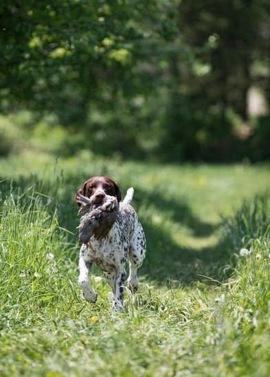 Can You Get an Already Trained Dog as a Compaion Can You Get an Already Trained Dog as a Compaion