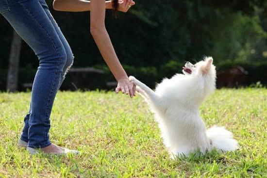Can You Still Train a 4 Year Old Dog Can You Still Train a 4 Year Old Dog