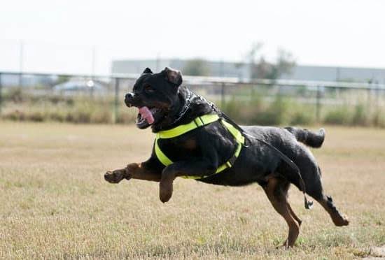 Can You Train Cats Like Dogs Can You Train Cats Like Dogs