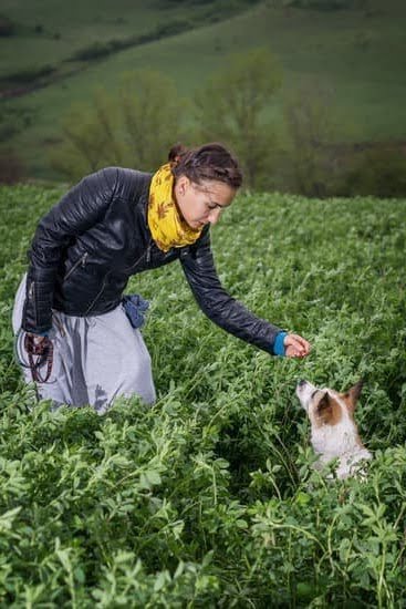 Cesar Millan Dog Training Pads