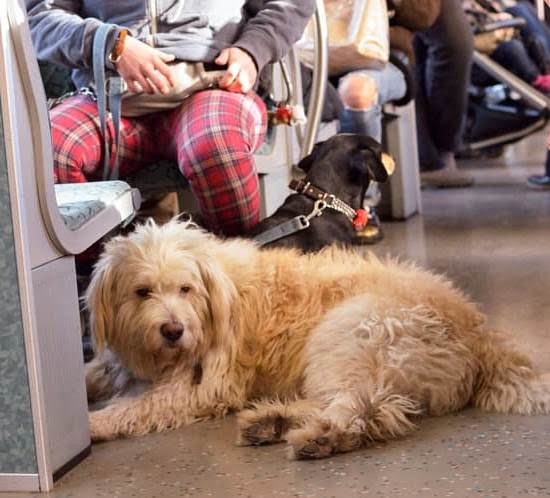 Click Treat Dog Training Click Treat Dog Training