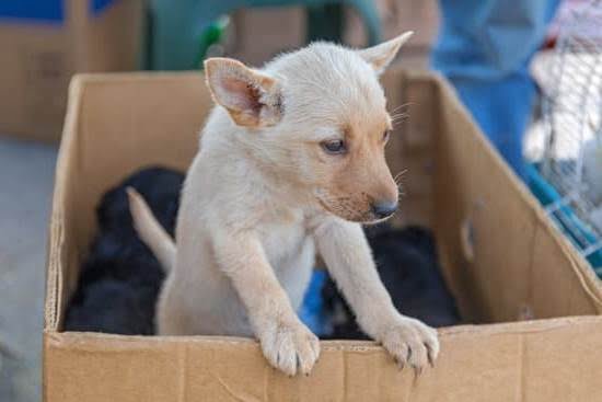 Clicker Training for Dogs Karen Pryor Clicker Training for Dogs Karen Pryor