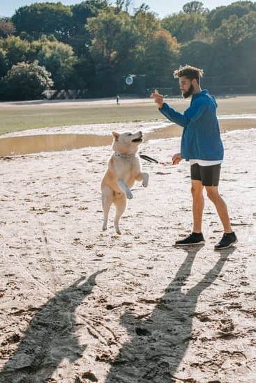 Concept Dog Training