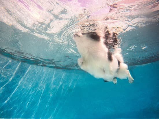 Distinctive Dog Training Llc Distinctive Dog Training Llc