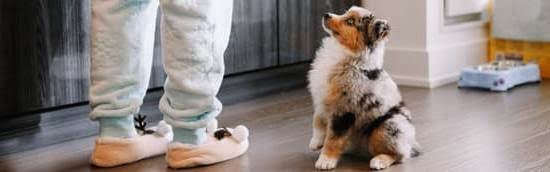 Diy Dog Agility Training