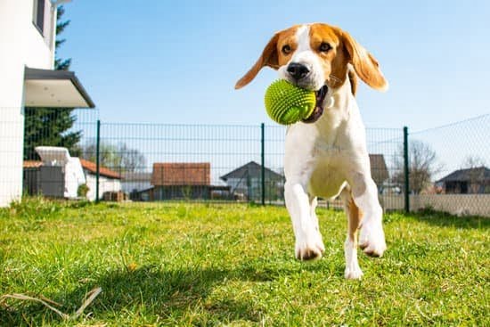 Do Dog Training Clickers Work Do Dog Training Clickers Work