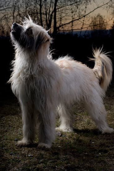 Do Dogs Need to Be Potty Trained Do Dogs Need to Be Potty Trained