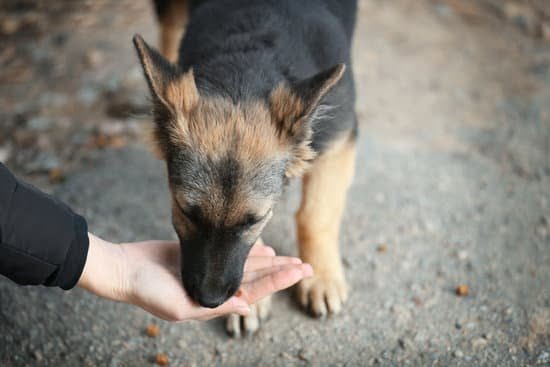 Do Firefighters Have Training for Dogs 1 Do Firefighters Have Training for Dogs