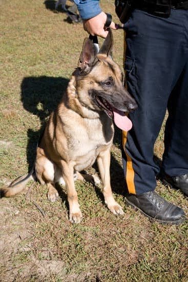 Do You Have to Train Dog Twice a Day Awl Do You Have to Train Dog Twice a Day Awl