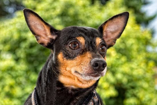 Does Getting Your Dog Fixed Help With Potty Training Does Getting Your Dog Fixed Help With Potty Training