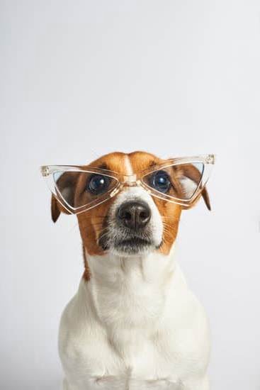 Does Your Dog Need Training to Be a Service Dog Does Your Dog Need Training to Be a Service Dog