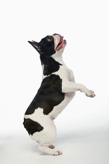 Dog Crate Training Tool