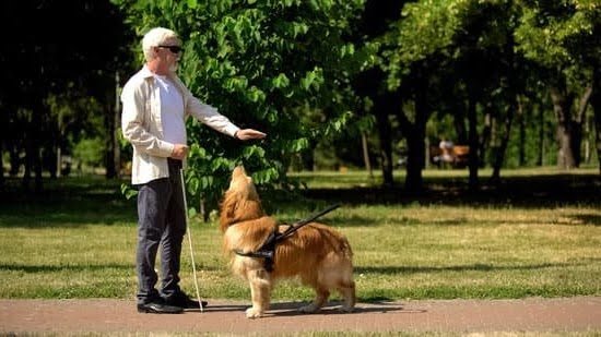 Dog Movie Where He Waits at the Train Station