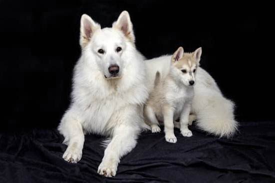 Dog Obedience Training Reno Nv Dog Obedience Training Reno Nv