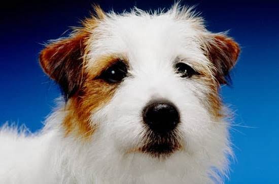 Dog Obedience Training Virginia