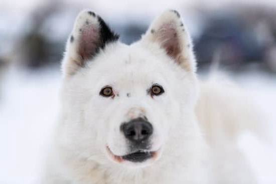 Dog Trainer Burbank Ca