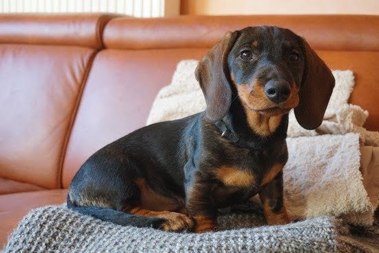 Dog Trainer Tv Show Dog Trainer Tv Show