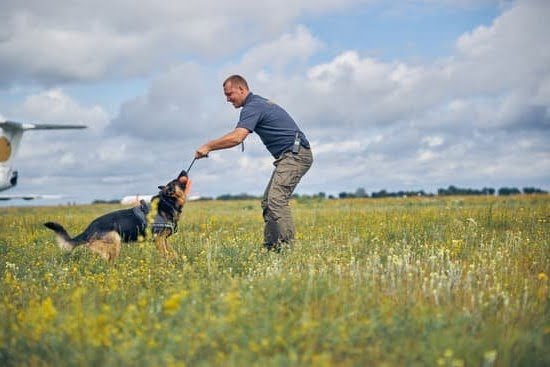 Dog Training Aids to Stop Pulling Dog Training Aids to Stop Pulling